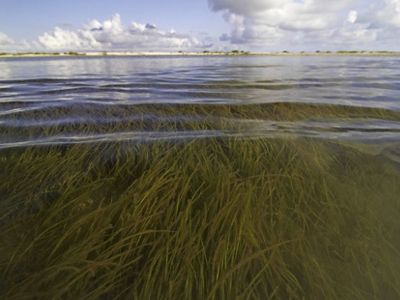 Long, green blades of seagrass sway beneath lapping waves, creating a meadow on the shallow, sandy Gulf shore.