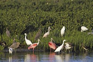 Nearly seventeen birds, varying in color from red and white to brown and grey, stand in tall marsh grass and wade through shallow coastal waters against a backdrop of bright green vegetation.