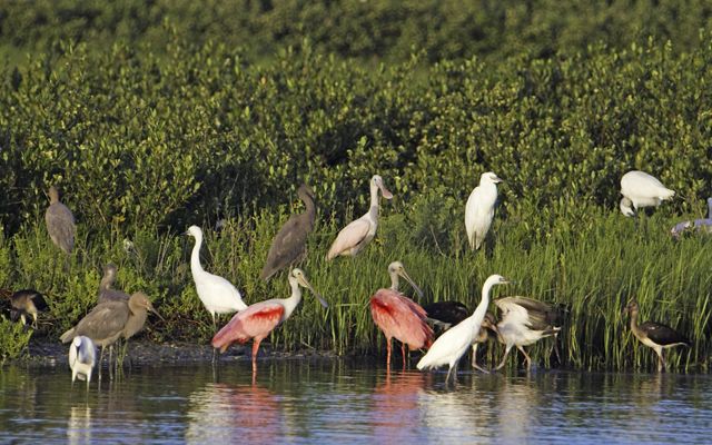 Nearly seventeen birds, varying in color from red and white to brown and grey, stand in tall marsh grass and wade through shallow coastal waters against a backdrop of bright green vegetation.