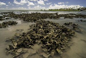 Small clusters of oysters fill muddy ocean bay.