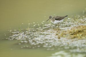 Shorebird wading in water along the Texas coastal shoreline. 