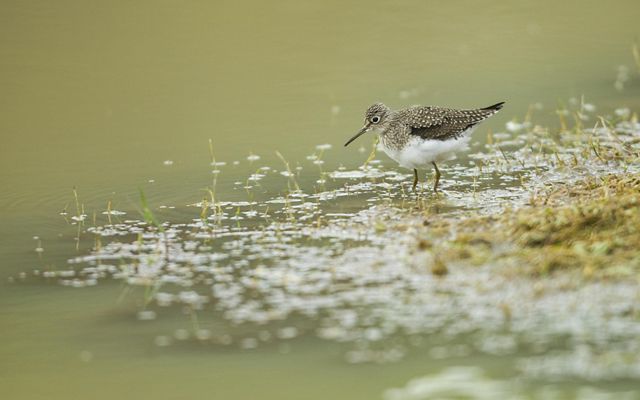 Shorebird wading in water along the Texas coastal shoreline. 