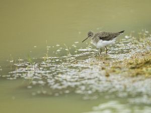 A solitary sandpiper with mottled wings and a white belly wades through green and brown marsh grass amongst calm coastal waters.