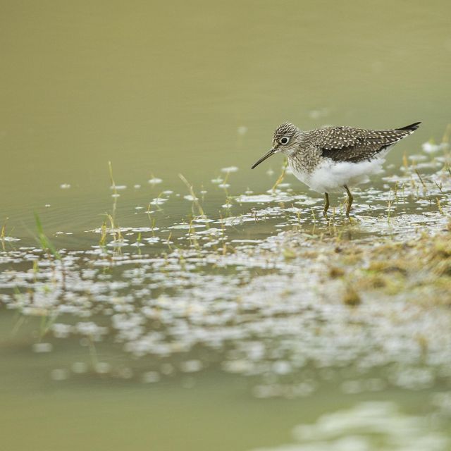 A solitary sandpiper with mottled wings and a white belly wades through green and brown marsh grass amongst calm coastal waters.