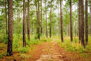A trail covered in fallen, brown pine needles winds through pencil thin tree trunks.