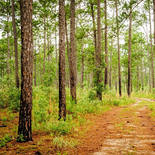 Scenic view of long leaf pine trees