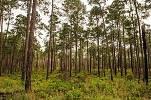 A stand of longleaf pine trees.