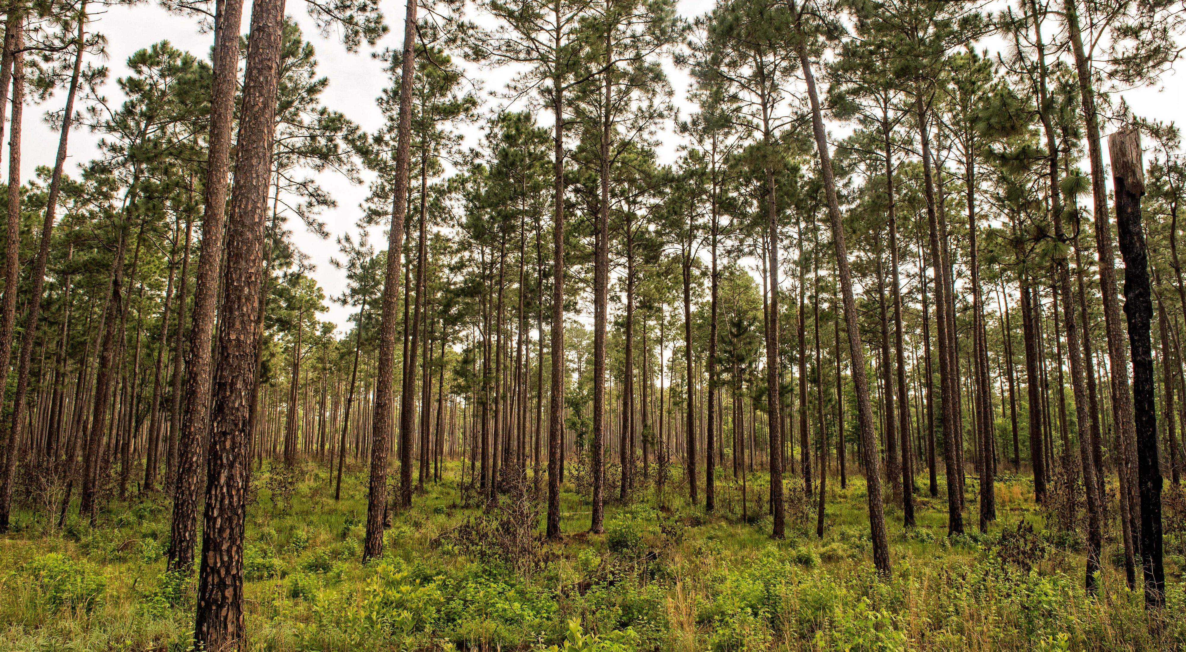A stand of longleaf pine trees.