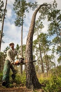 A man wearing protective gear uses a chainsaw to cut down a tall, thin pine tree.