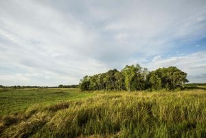A field of tall grass meets a small stand of trees.