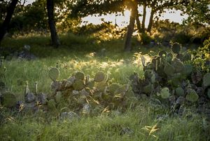 Streaks of sunlight illuminate mounds of green prickly pear cactus, growing upwards amongst a field of thick grass and shrubs. 