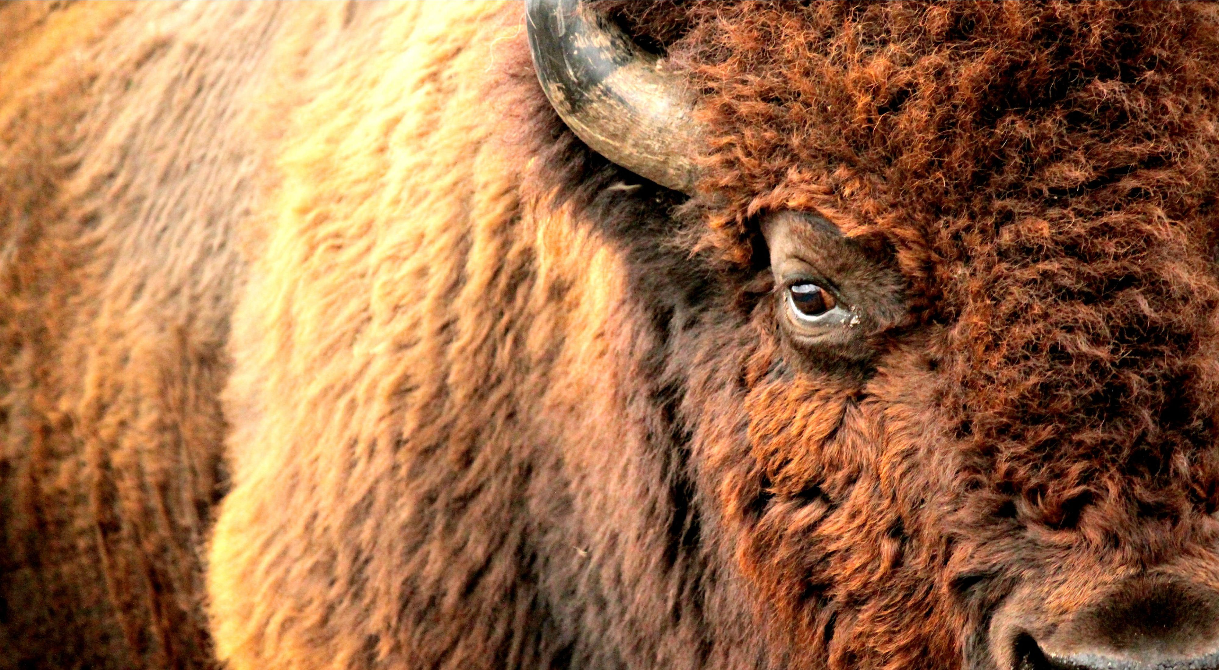 Close up of a bison's face.
