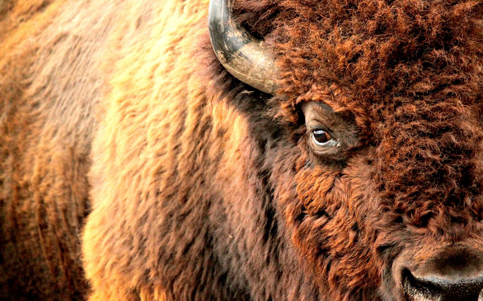 Bison Grassland habitat supports a variety of wildlife, including free-roaming bison. © Josie Briggs