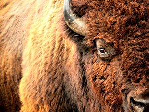 Closeup of the face and side of an American bison.