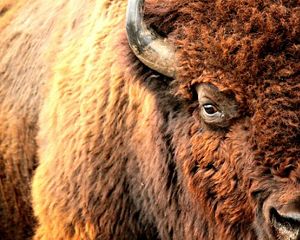 Closeup of the face and side of an American bison.