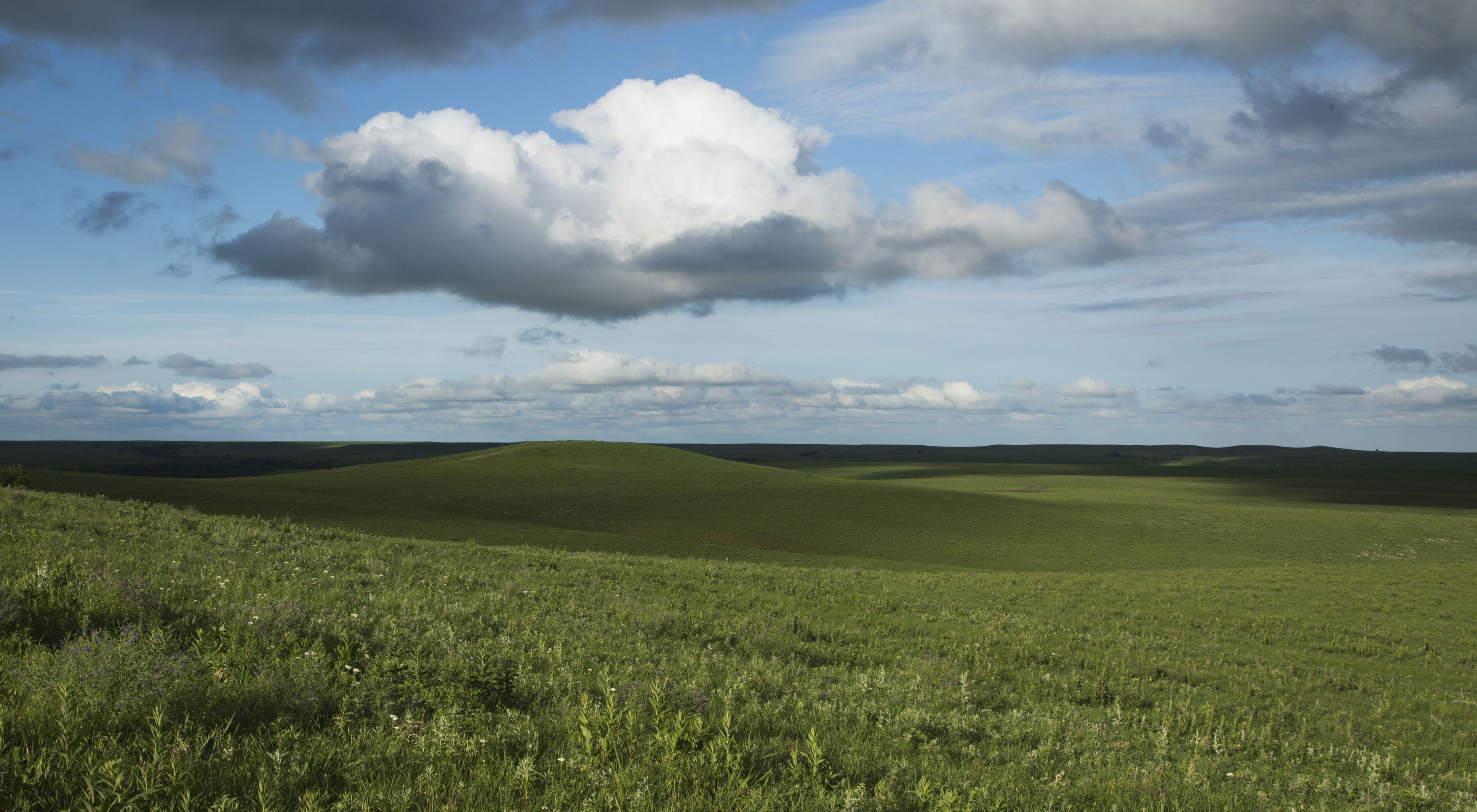 White clouds in a bright blue sky hover over a vast green prairie.