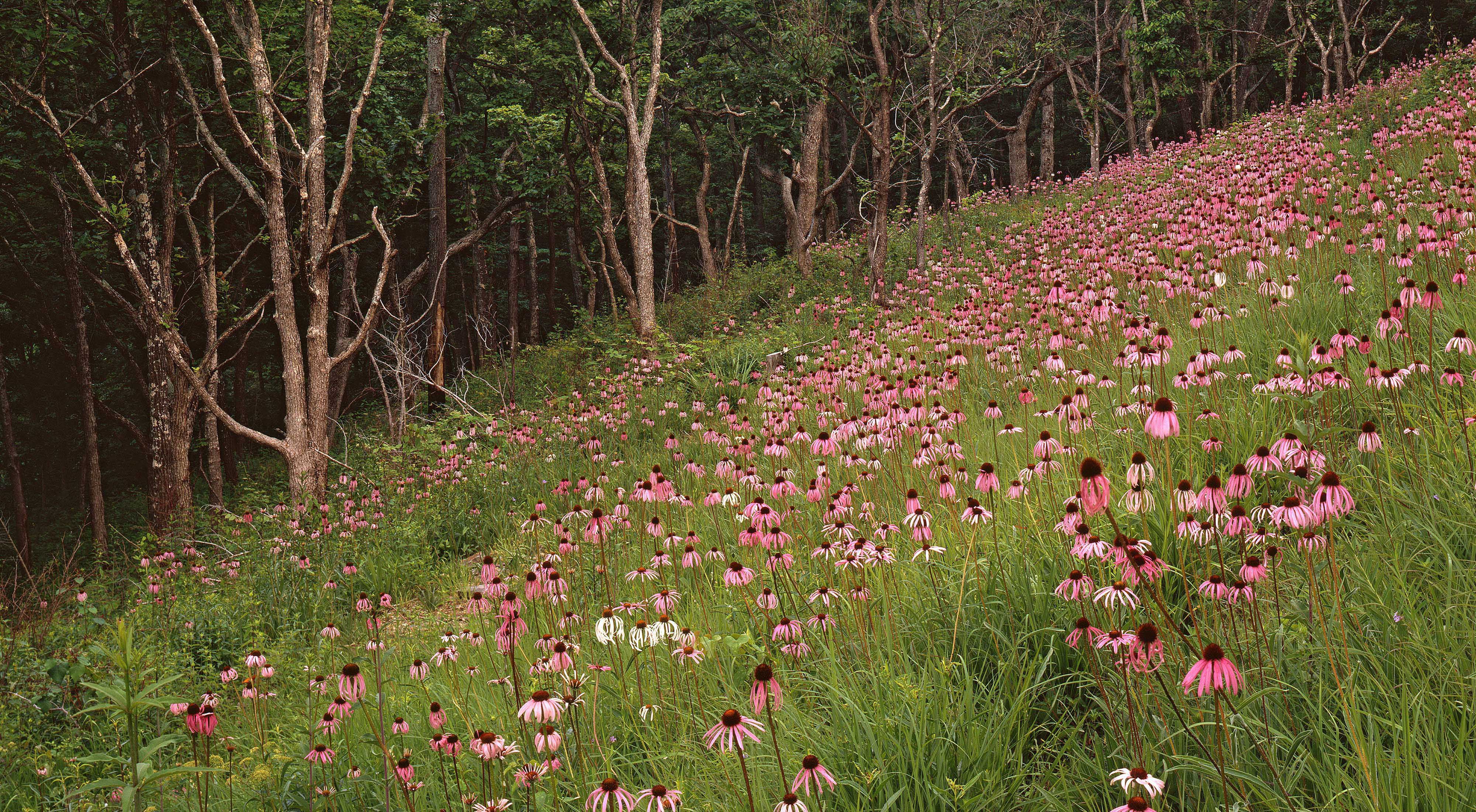 Pink flowers and green grass with a line of trees. 