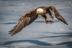 A bald eagle flying over an icy lake with a fish clutched in its talons.