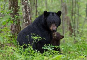 Adult black bear sits at base of tree with cub.