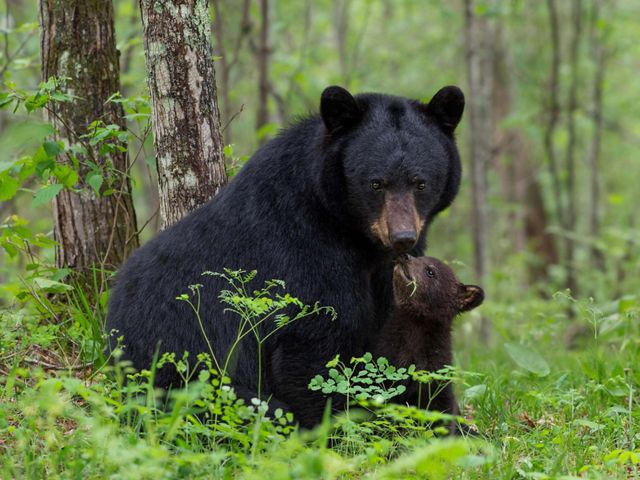 Adult black bear sits at base of tree with cub.