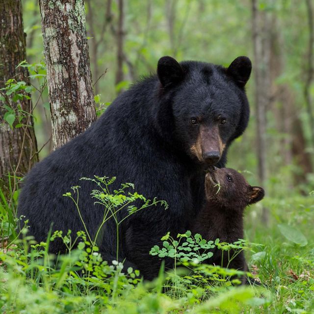 A black bear mother and cub sitting in the forest. 