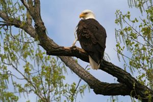 A bald eagle rests on a tree branch.