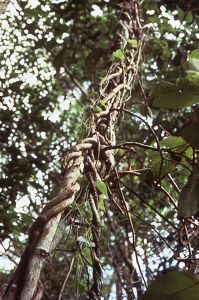 Natural Climate Solutions: Freeing Trees From Woody Vines | TNC