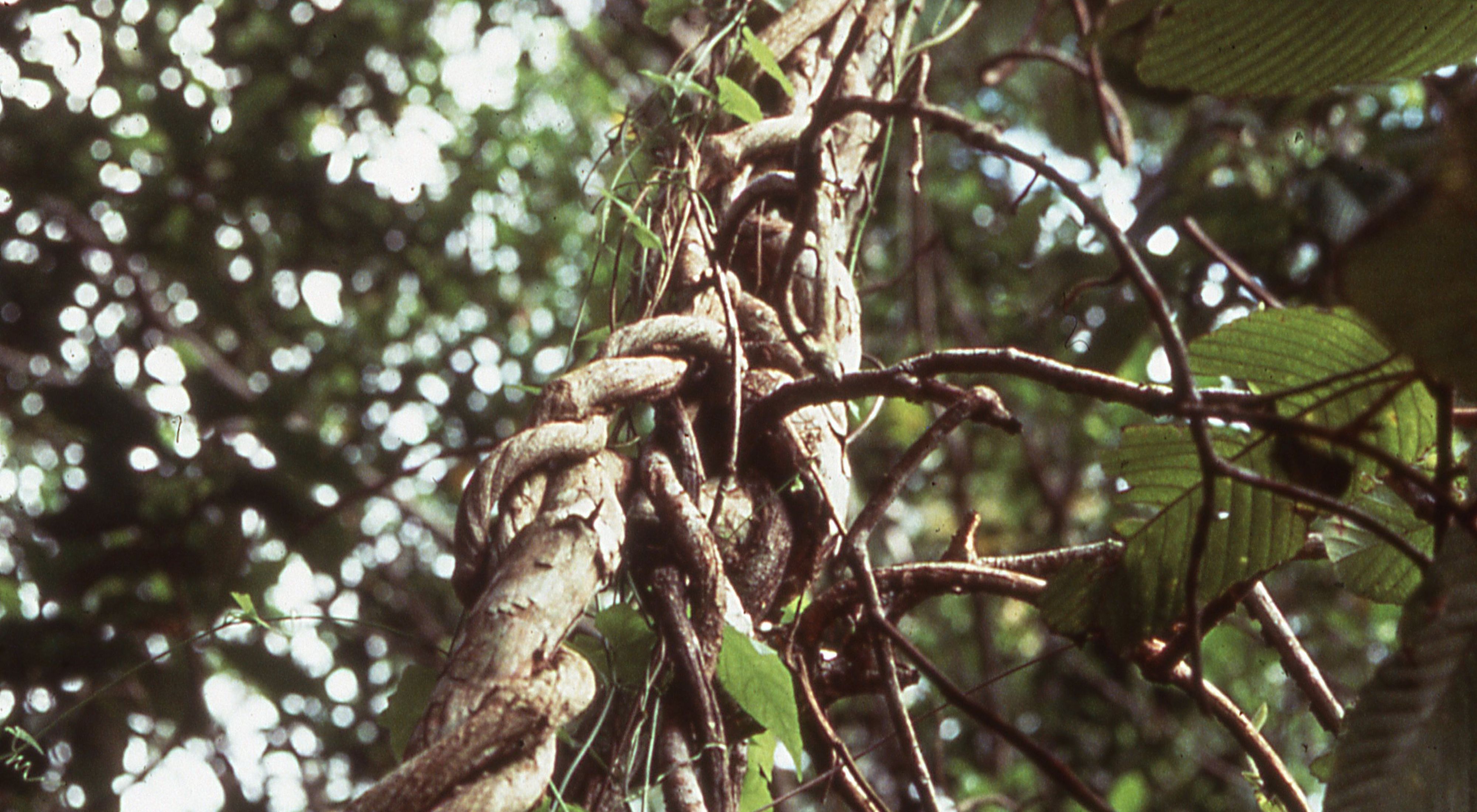 woody vines wrap around a tree in the forest.
