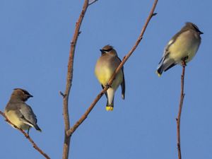 Three yellow birds sit on the bare branched of a tree against a blue sky.