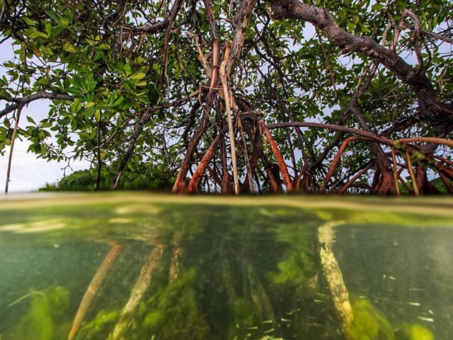 Coastal mangrove forests