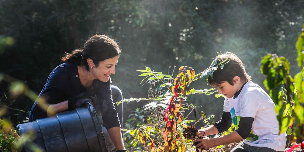 People work together planting a tree.