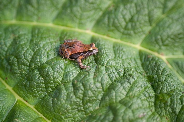 Dwelling frog on a leaf
