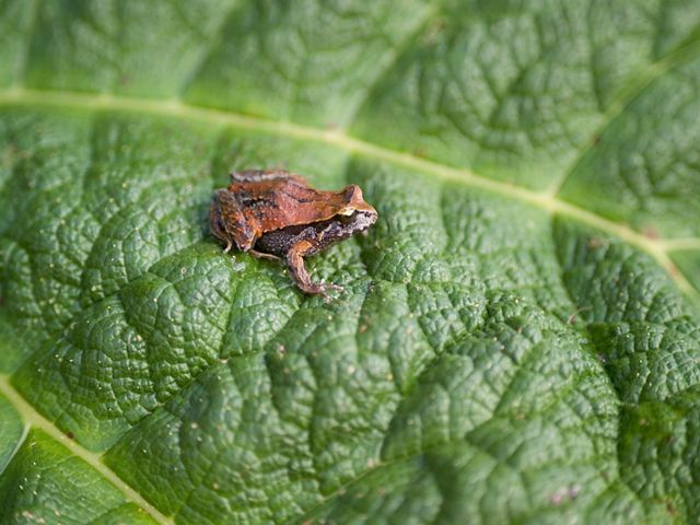 Dwelling frog on a leaf