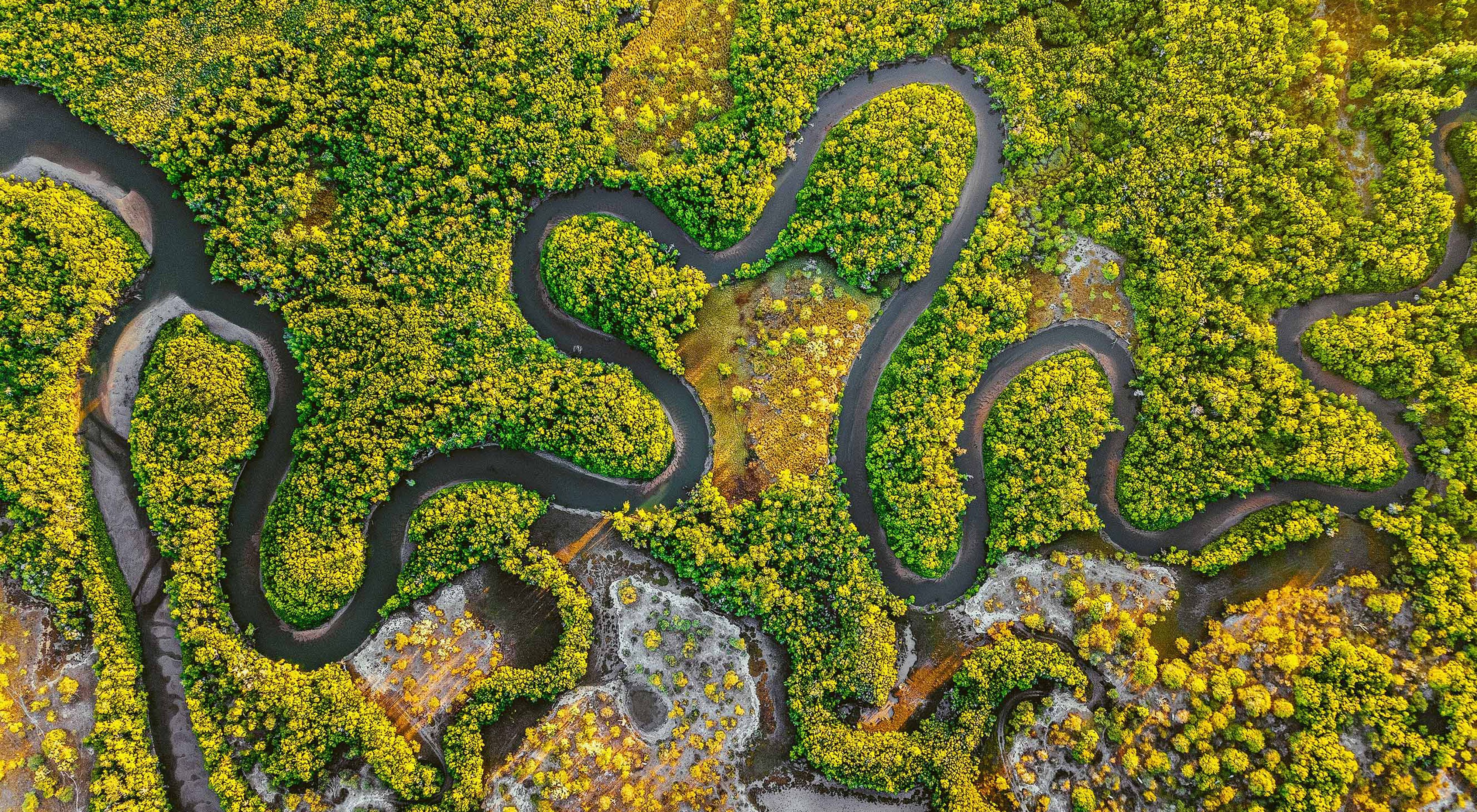 澳大利亚昆士兰的鳄鱼溪附近，一道曲水在红树林间流淌。