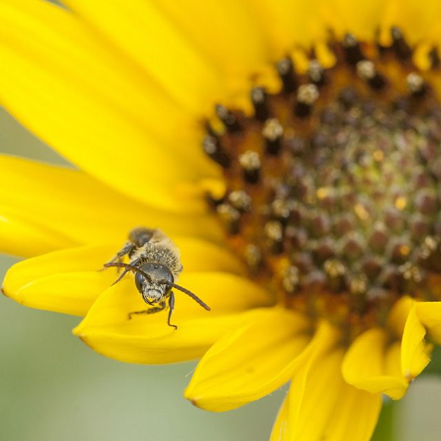 Closeup of a bee on the petals of a bright yellow flower.