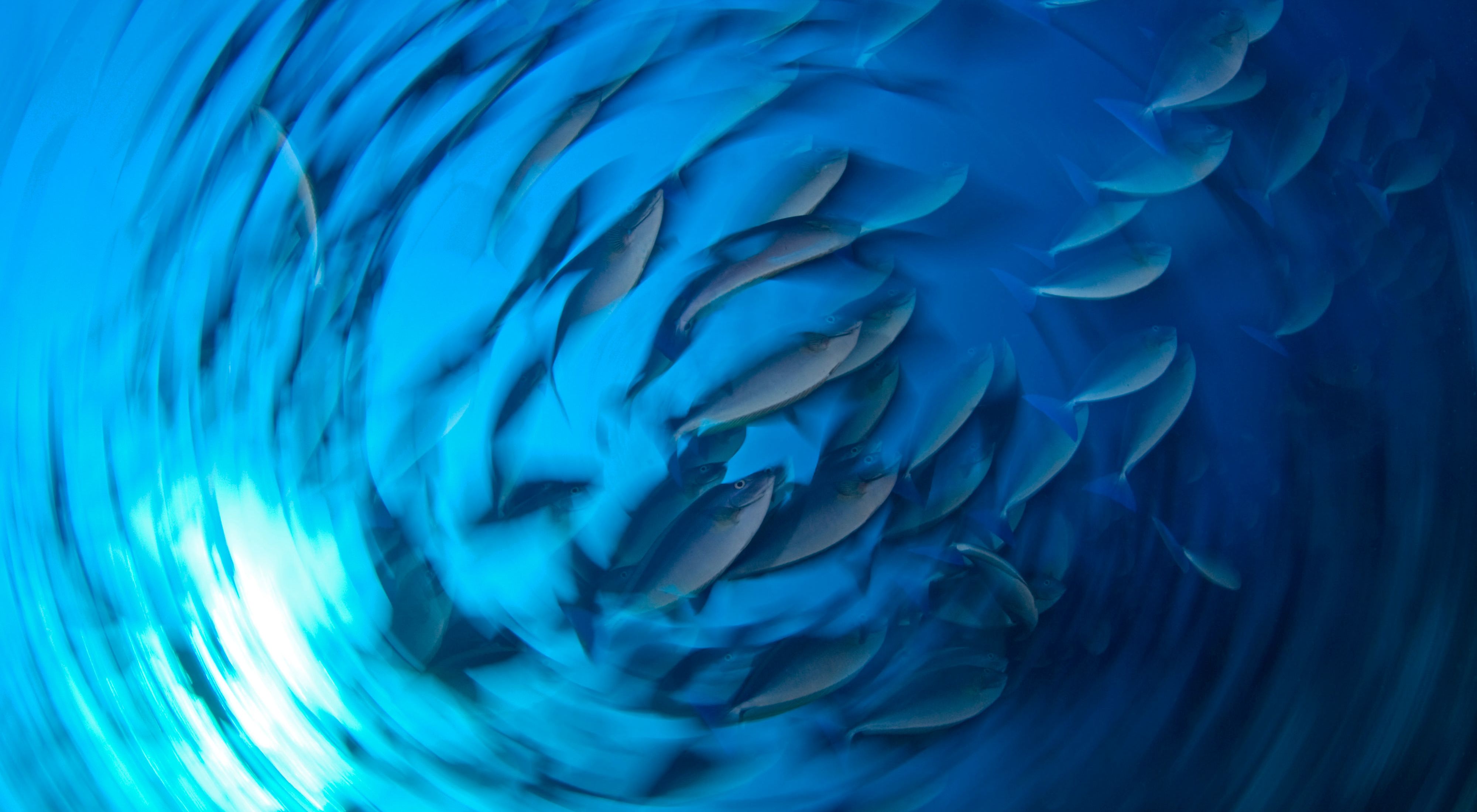 Image depicting a swirling school of fish in deep blue water.