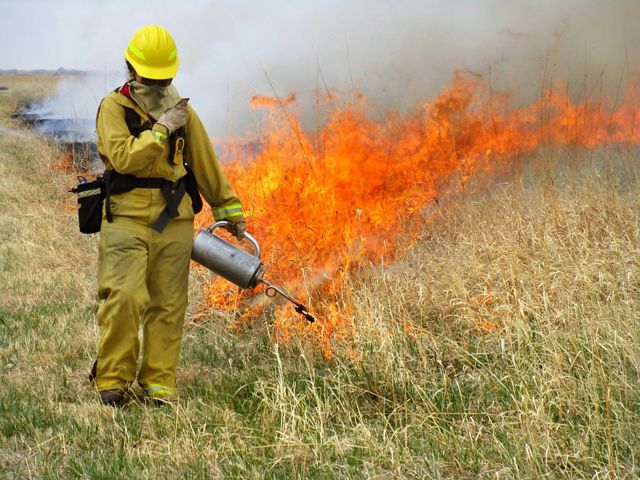 A burn crew member in full gear starting a fire in prairie grass.