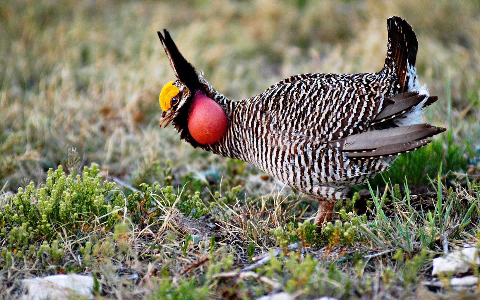 A lesser prairie chicken at The Nature Conservancy's Milnesand Preserve in New Mexico stands on the ground and shows off its bright red cheek sacs.