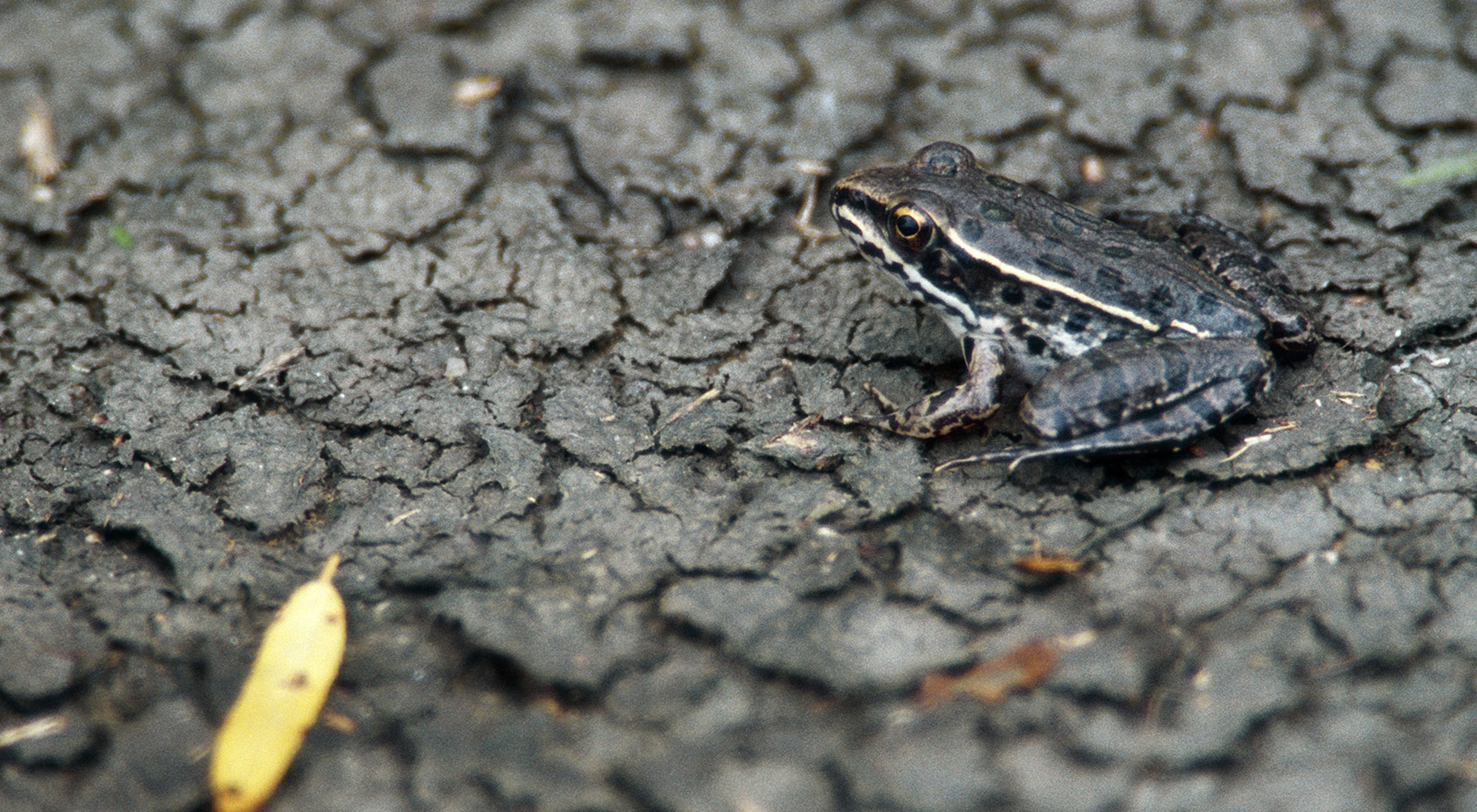Photo of a frog sitting in a gray, dried-up puddle.