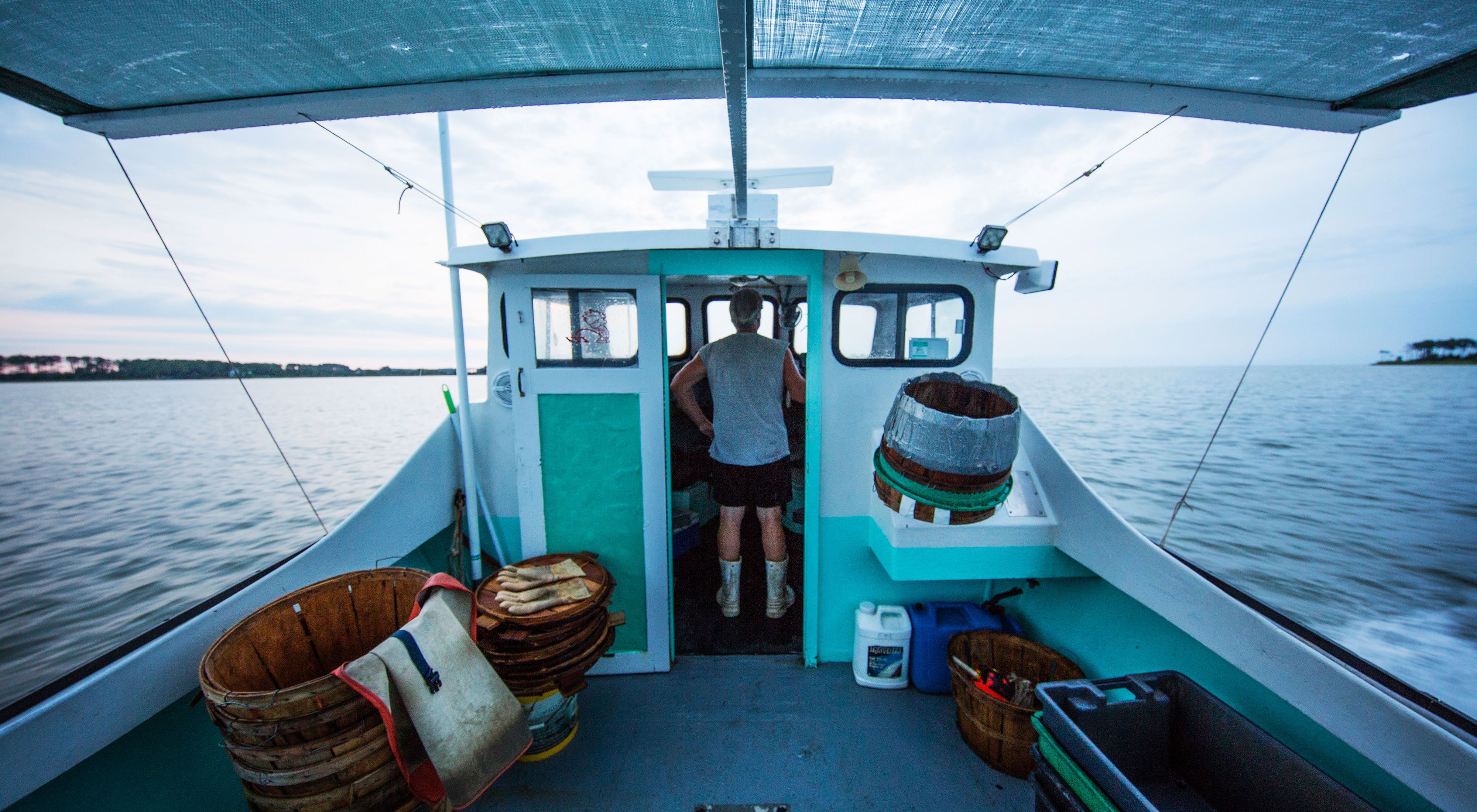 Rappahannock Oyster Farming