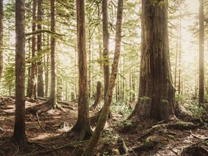 Landscape of old growth forest at the Ellsworth Creek Preserve, Washington.