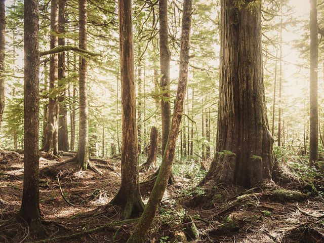 an old growth forest.