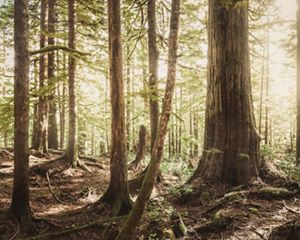 Landscape of old growth forest at the Ellsworth Creek Preserve, Washington.