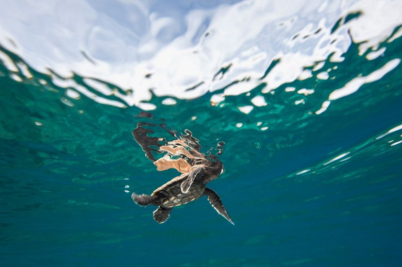 A tiny turtle hatchling swims at the surface of the water.