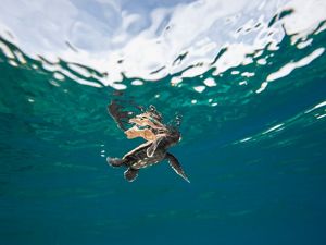 A Hawksbill sea turtle hatchling in the ocean.