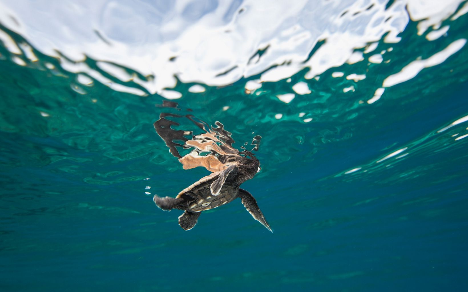A hawksbill hatchling takes to the sea. © Tim Calver