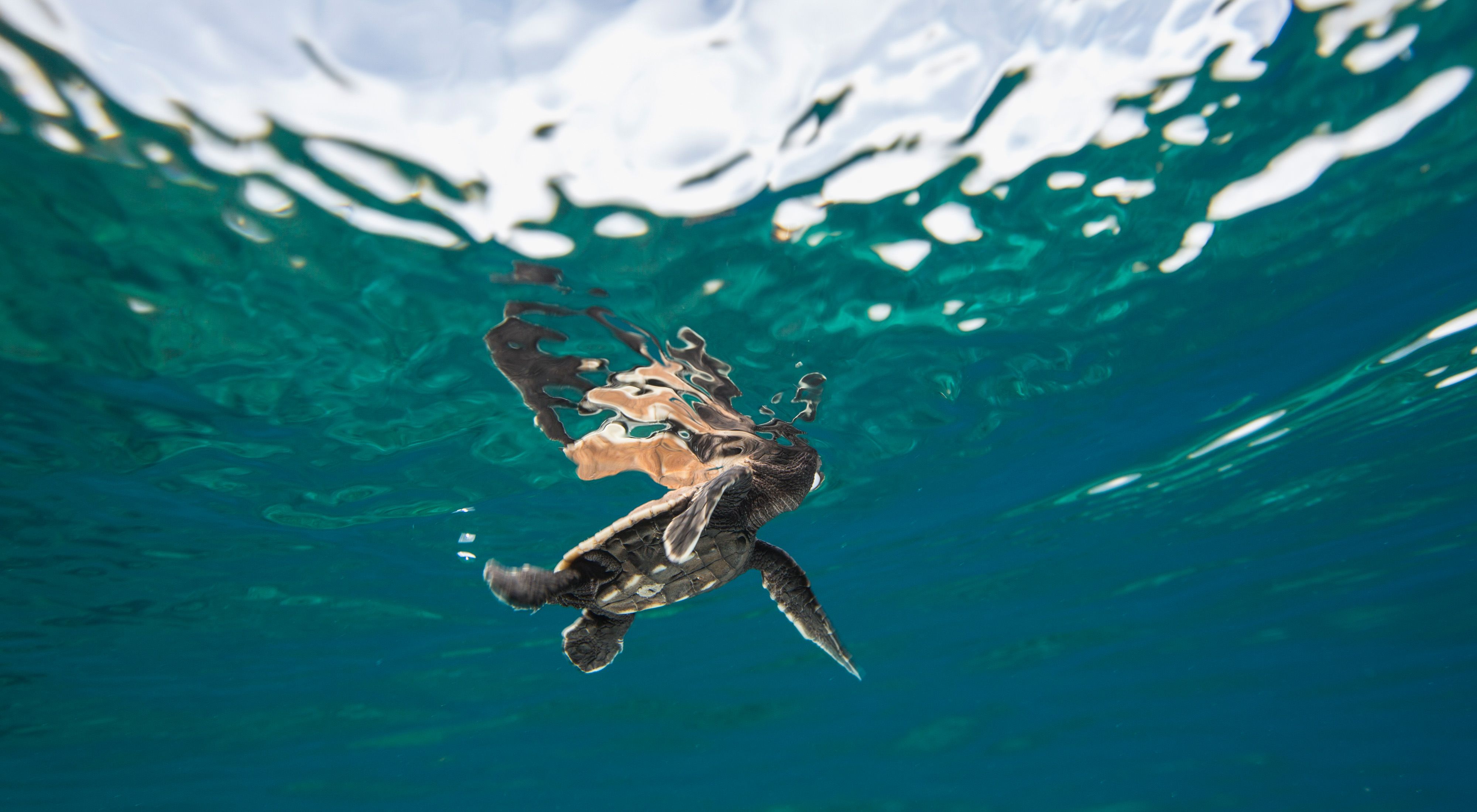 Underwater shot of a baby hawksbill 