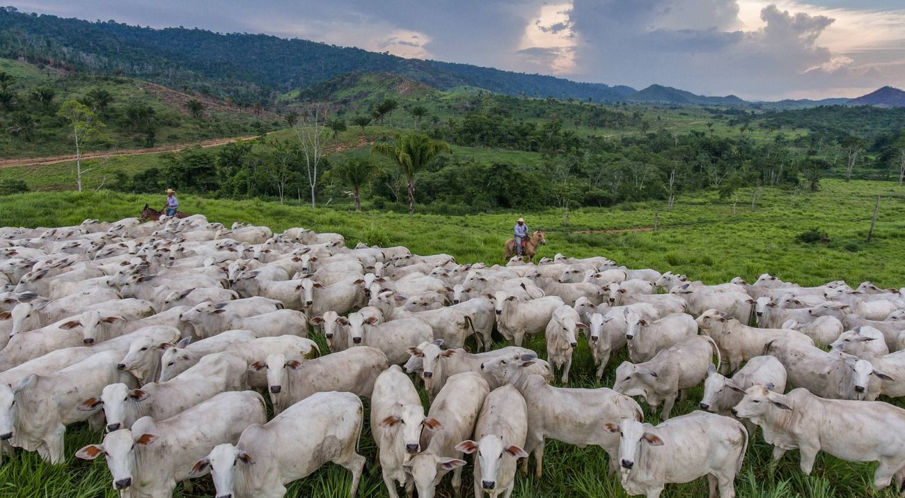 Cattle grazing in a sustainably managed ranch in São Félix do Xingo, Brazil.