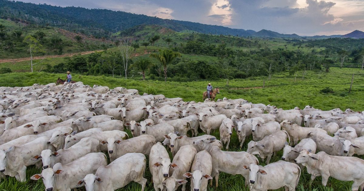 TNC praises Brazil's first state-wide cattle traceability