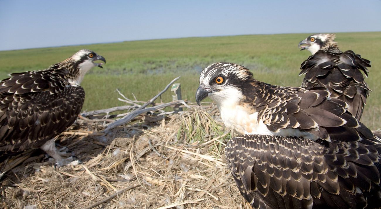 Osprey adults and fledglings in nest.
